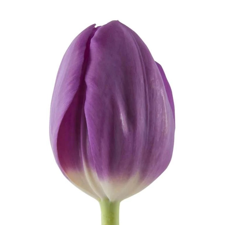 Tulip (Dutch) - Purple