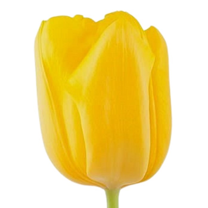 Tulip (Dutch) - Yellow