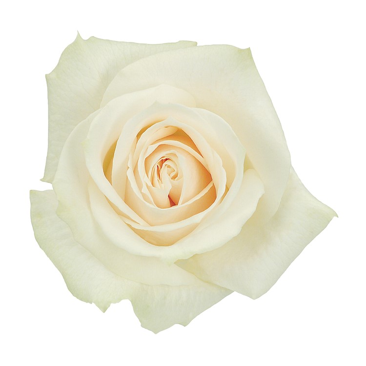 Rose - Vendela (White/Cream) 40Cm/Colombian