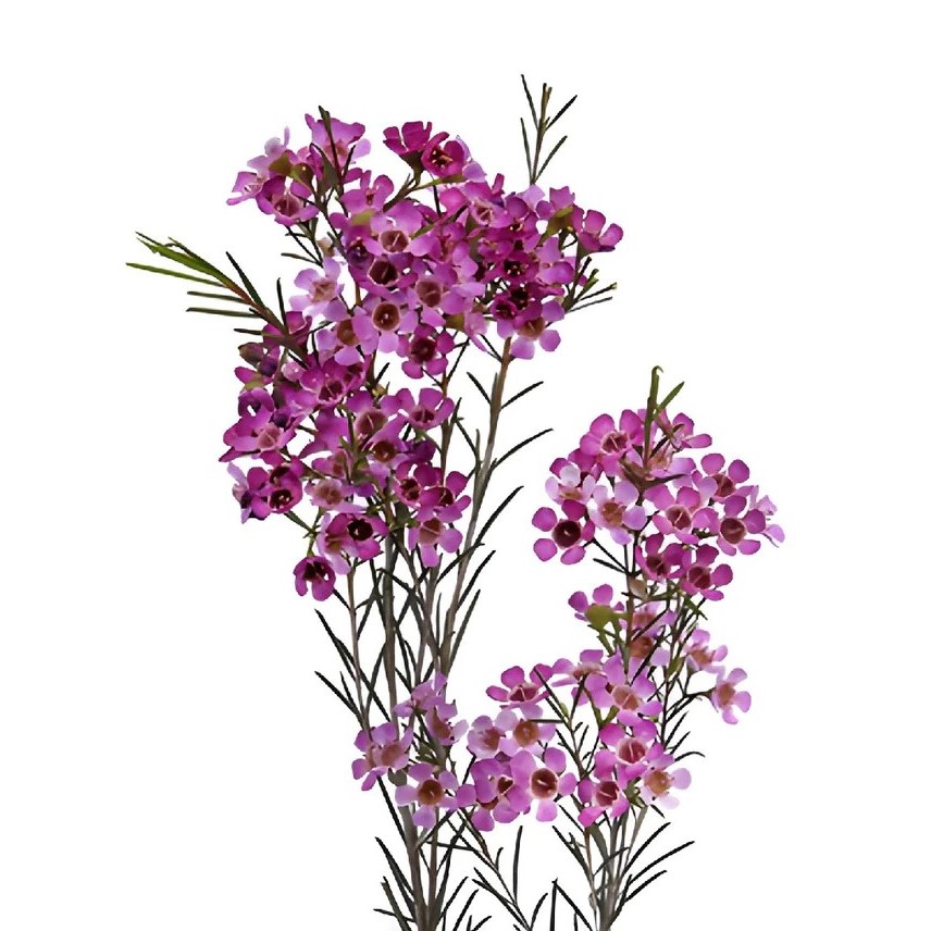 Wax Flower - Purple