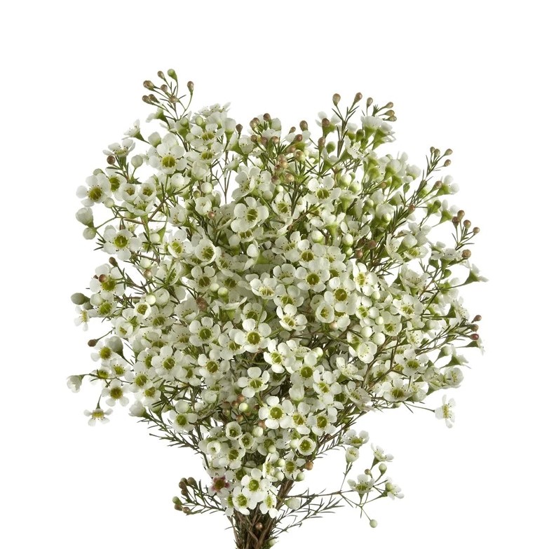 Wax Flower - White Alba
