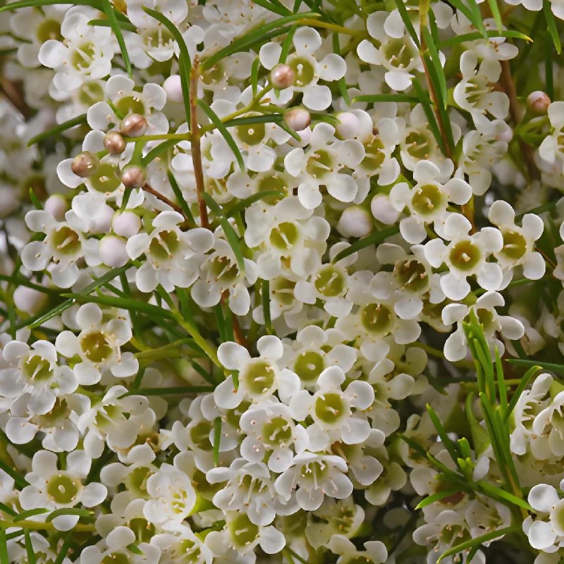 Wax Flower - White Mini