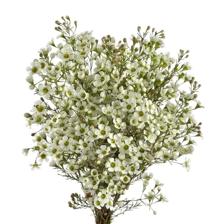 Wax Flower - White